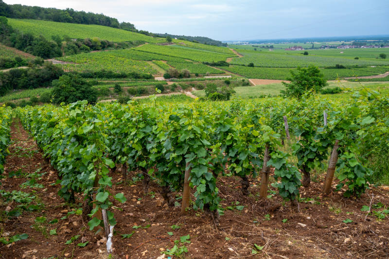 Cantine della Borgogna - Wine Tour nei Vigneti