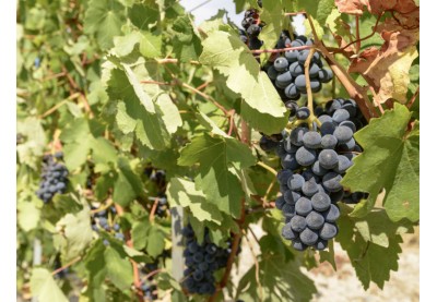 Il vitigno Dolcetto, anima delle Langhe
