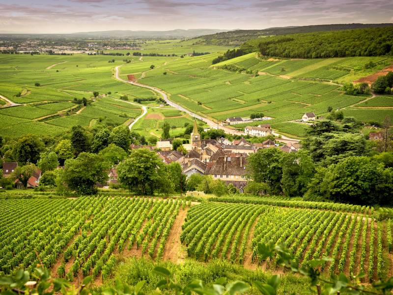 Vini della Borgogna – Panoramica dei Vigneti